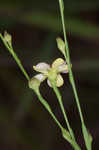 Stiff yellow flax